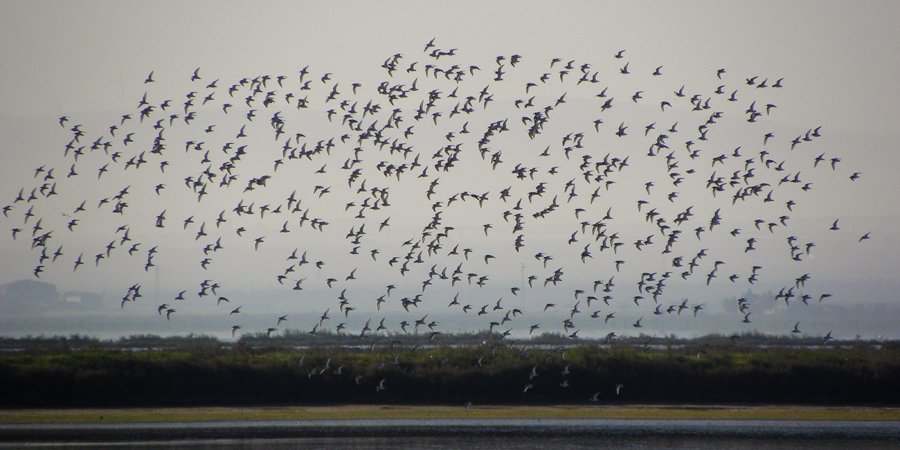 Volo di Piovanelli pancianera